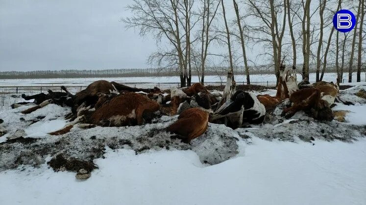 Дооптимизировались…